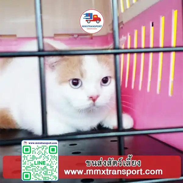 รถขนส่งสัตว์เลี้ยงระยะไกล