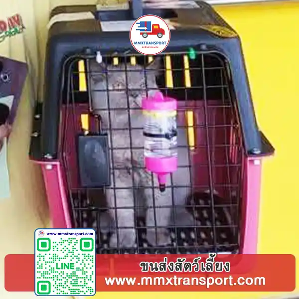 สัตว์เลี้ยงในกรงระหว่างการเดินทาง