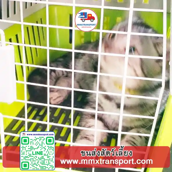 รถขนส่งสัตว์เลี้ยงพร้อมกรงสุนัขอย่างปลอดภัย
