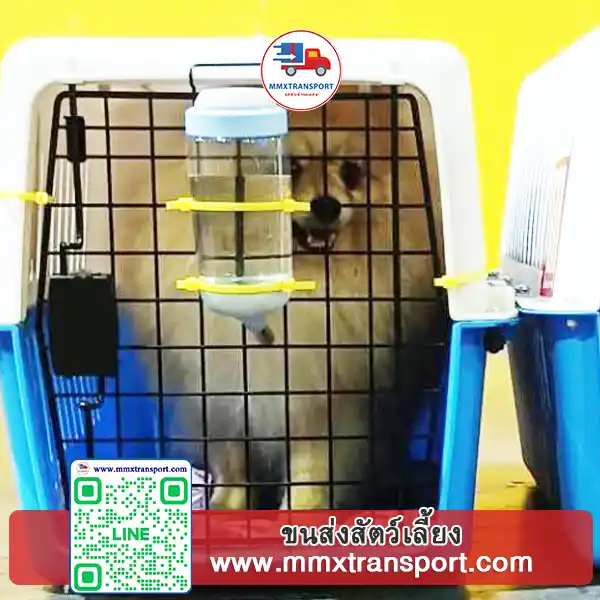 การขนส่งแมวในกล่องอย่างปลอดภัย