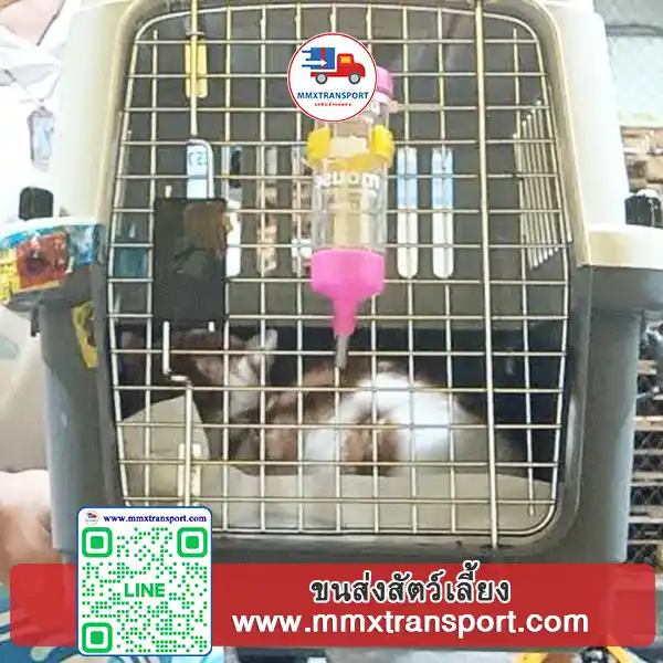 ทีมงานให้น้ำสัตว์เลี้ยงระหว่างเดินทาง