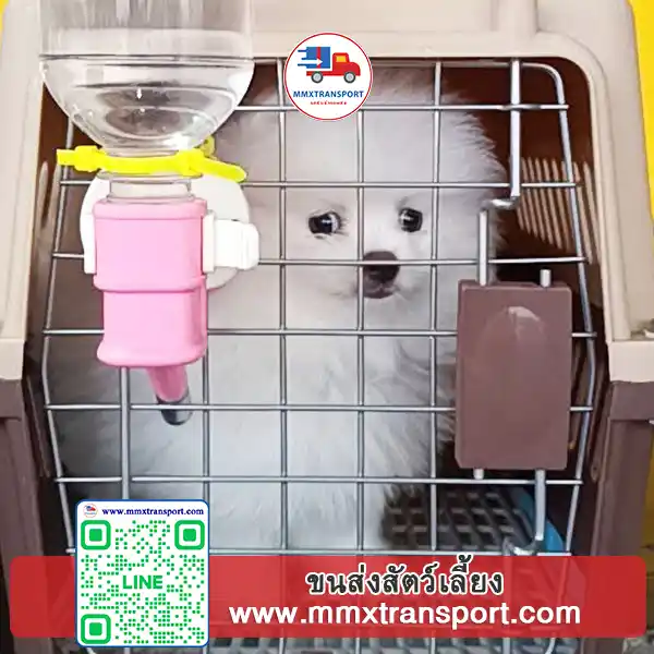 สุนัขนั่งในกรงระหว่างขนส่ง