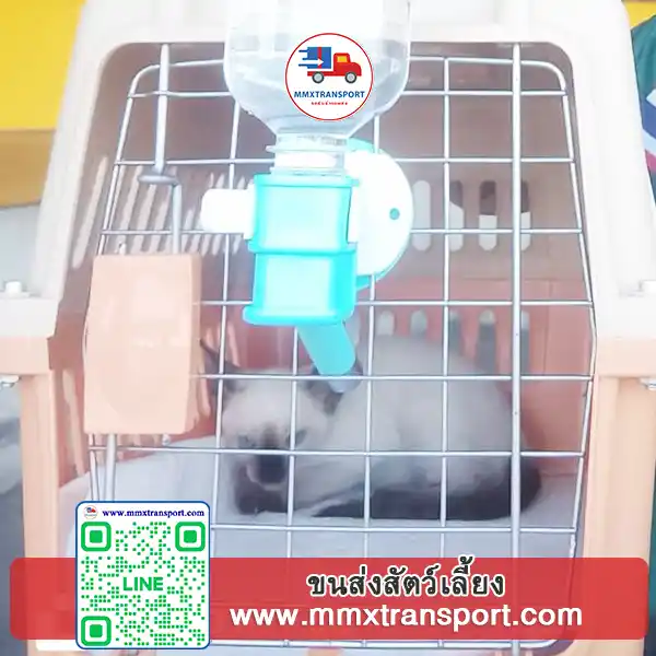 การขนส่งสุนัขหลายตัวในกรงแยก