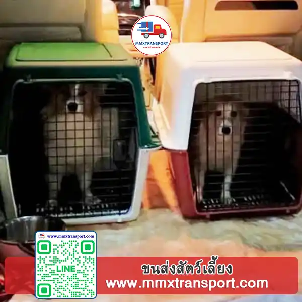 สุนัขอยู่ในกรงบนรถขนส่งสัตว์เลี้ยง